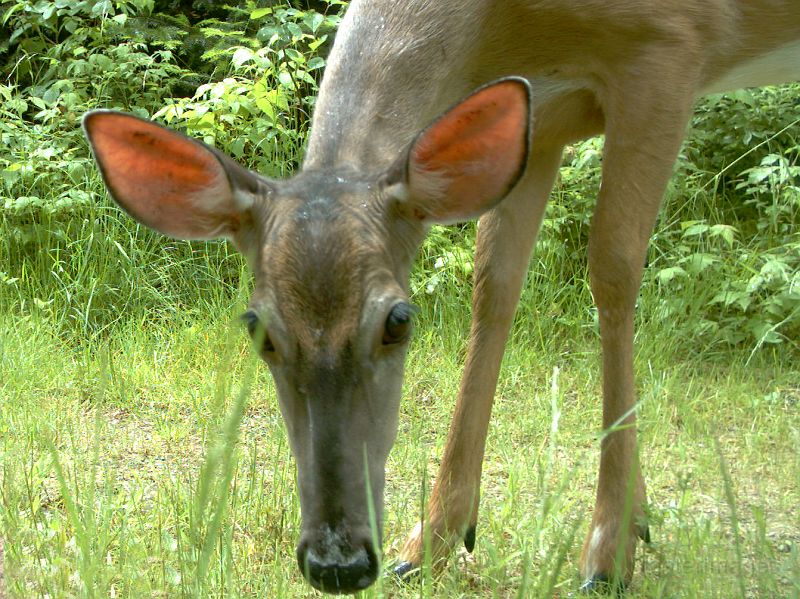 Deer_062511_1232hrs.jpg - White-tailed Deer (Odocoileus virginianus)
